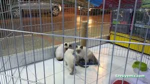 Hobby Pet Shop Hobi Grup Ltd.