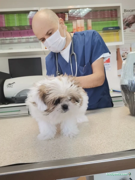 Hoşdere Veteriner Kliniği