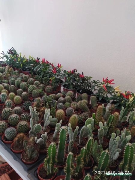 Ht Peyzaj Çiçekçilik Mardin