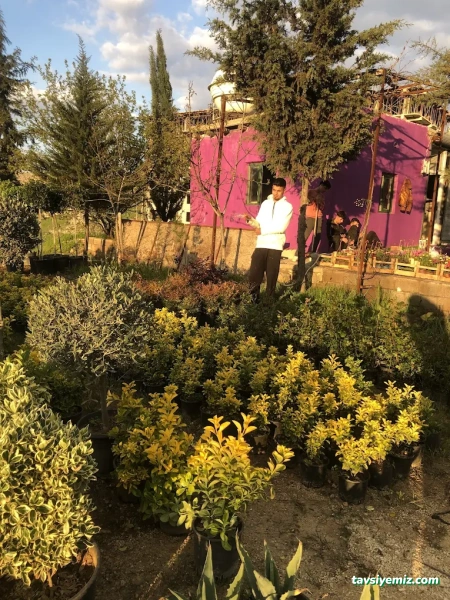 Ht Peyzaj Çiçekçilik Mardin