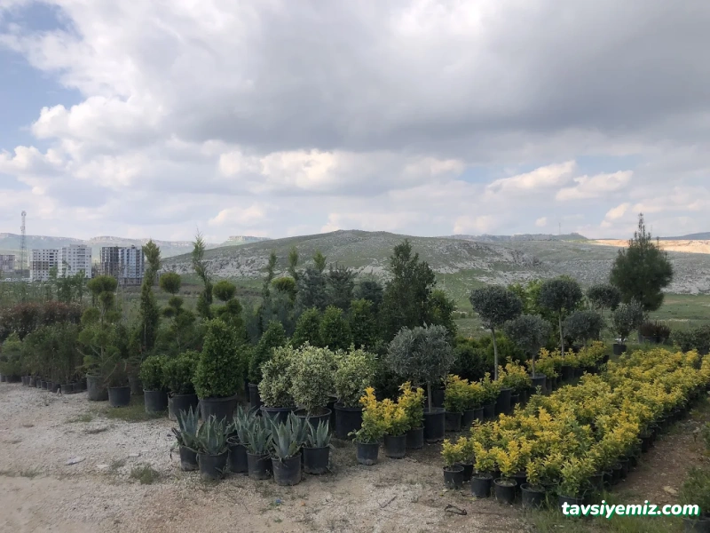 Ht Peyzaj Çiçekçilik Mardin