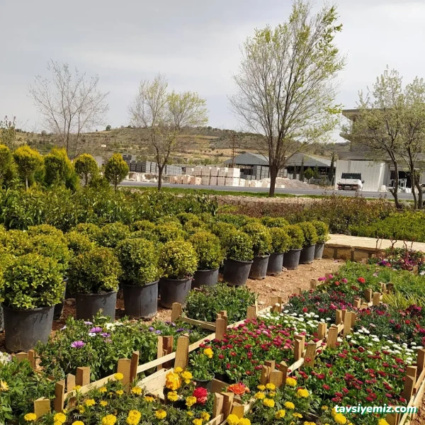 Ht Peyzaj Çiçekçilik Mardin