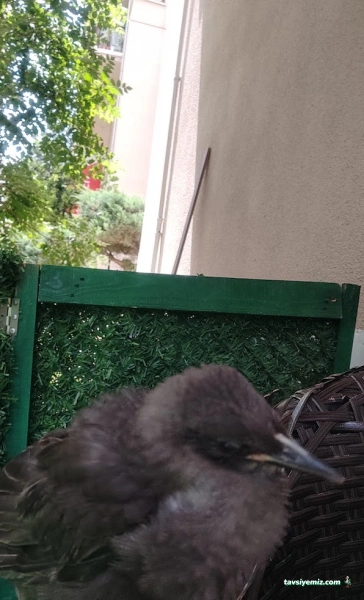 Humanimal Veteriner Kliniği & Pet Market