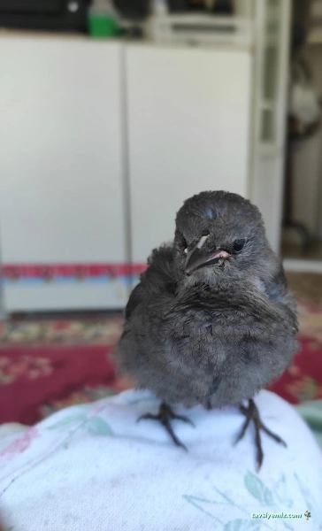 Humanimal Veteriner Kliniği & Pet Market