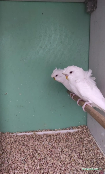 İdil Pet Market-Petshop-Çukurçayır Alo Mama