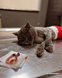 İhsan Veteriner Kliniği