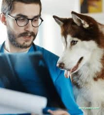 İhsan Veteriner Kliniği