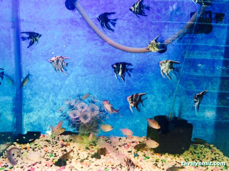 Ilginsu Akvaryum