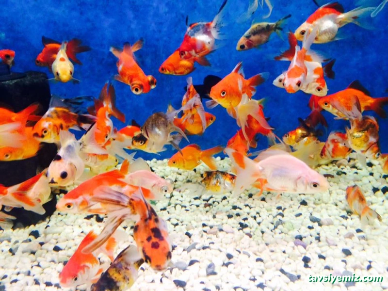 Ilginsu Akvaryum