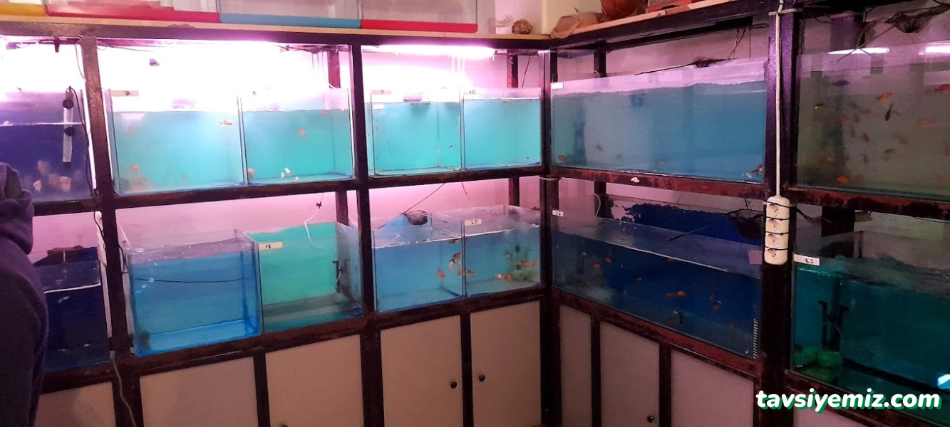 İlhan Akvaryum
