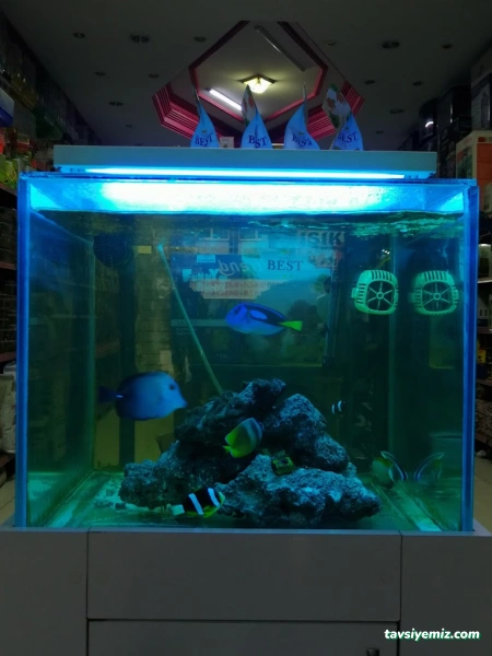Işık Petshop