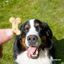 Isparta Pet Otel Armiçi - Kuaför&Kreş