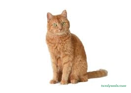 Isparta Pet Otel Armiçi - Kuaför&Kreş