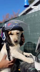 Isparta Pet Otel Armiçi - Kuaför&Kreş