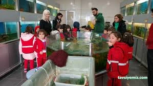 İstanbul Koleji Anaokulu - Sinop Anaokulu