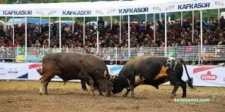 Kafkasör Boğa Güreşleri Festival Alanı