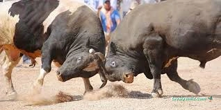 Kafkasör Boğa Güreşleri Festival Alanı