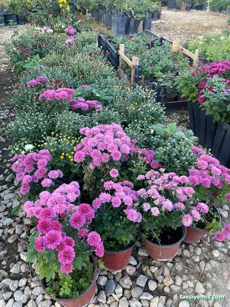 Karabağ Fidancılık Çiçekçilik Ve Peyzaj.