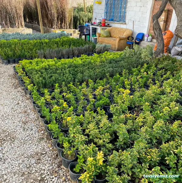 Karabağ Fidancılık Çiçekçilik Ve Peyzaj.