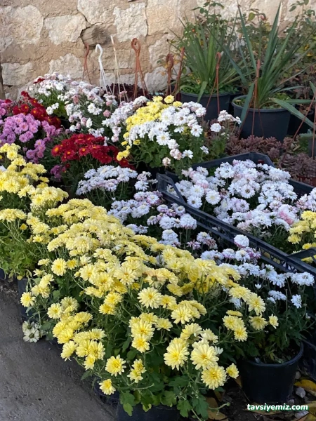 Karabağ Fidancılık Çiçekçilik Ve Peyzaj.