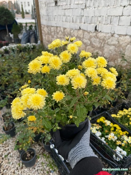 Karabağ Fidancılık Çiçekçilik Ve Peyzaj.