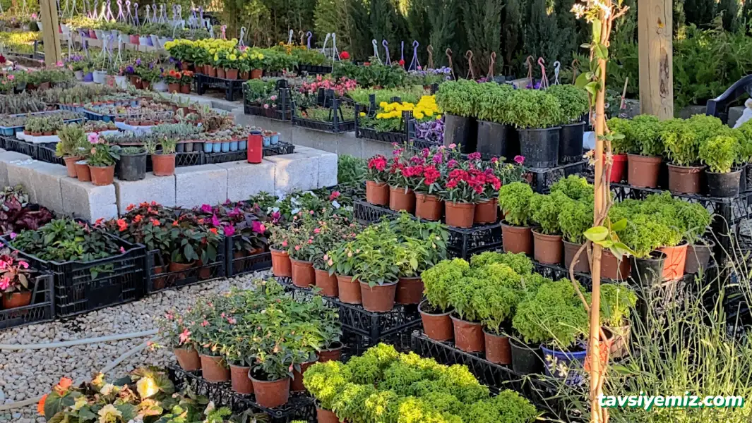 Karabağ Fidancılık Çiçekçilik Ve Peyzaj.