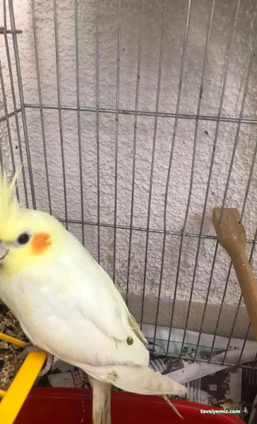 Karadeniz Petshop Kocaeli