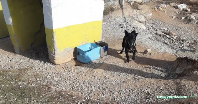 Karaman Belediyesi Hayvan Barınağı