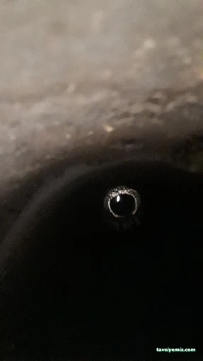 Karaman Karaman Baca Temizleme Uysal