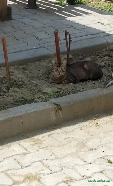 Kardeşler Kiraathanesi