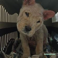 Kars, Uğur Pet Veteriner Kliniği