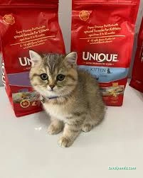 Kars, Uğur Pet Veteriner Kliniği