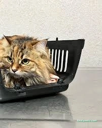 Kars, Uğur Pet Veteriner Kliniği