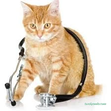 Kars, Uğur Pet Veteriner Kliniği