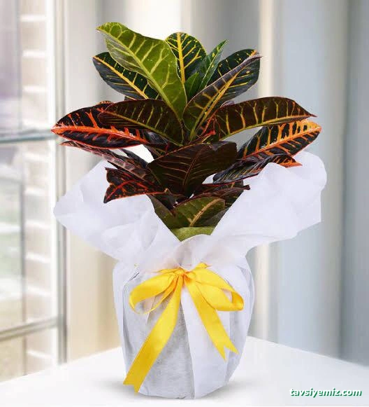 Kars Ütopya Çiçekçilik