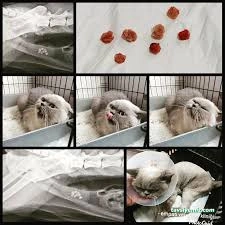 Kastamonu Empati Veteriner Kliniği Ve Evcil Hayvan Pansiyonu