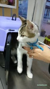 Kastamonu Empati Veteriner Kliniği Ve Evcil Hayvan Pansiyonu