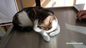 Kastamonu Empati Veteriner Kliniği Ve Evcil Hayvan Pansiyonu