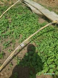 Kastamonu Fide Fidan Tarım Ürünleri Satış