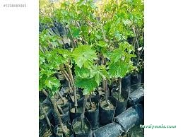 Kastamonu Fide Fidan Tarım Ürünleri Satış