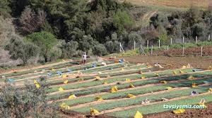 Kastamonu Fide Fidan Tarım Ürünleri Satış