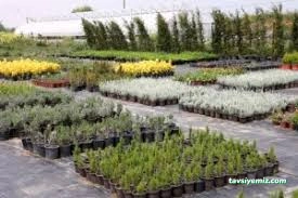 Kastamonu Fide Fidan Tarım Ürünleri Satış