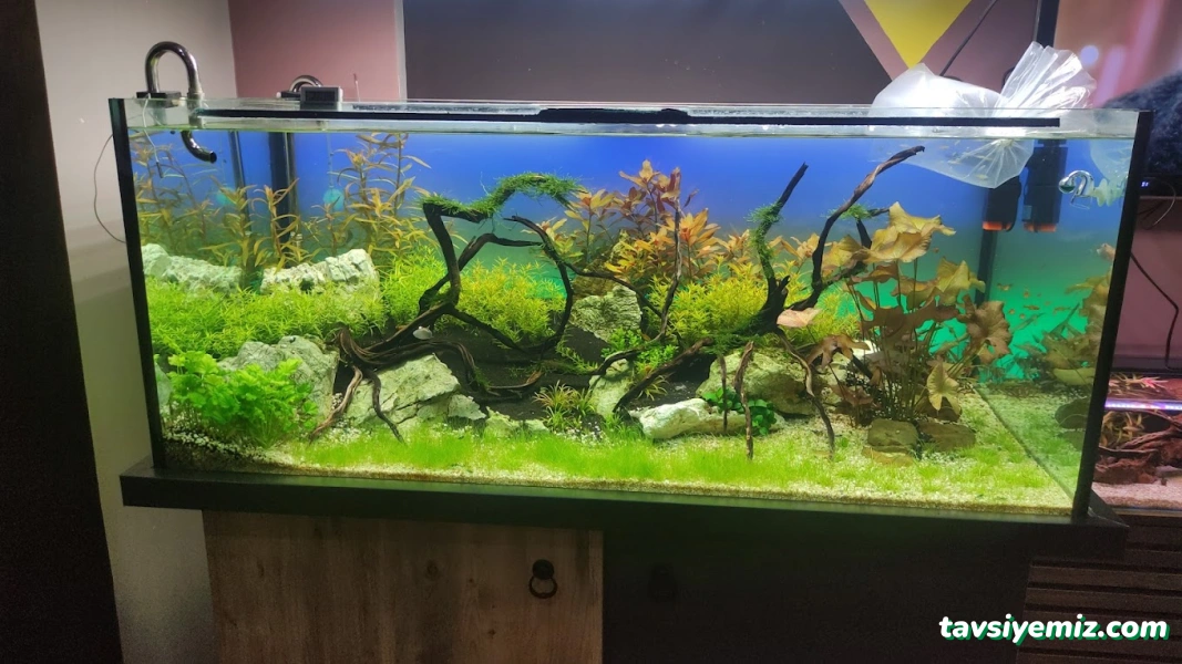 Kayahan Petshop (Akvaryum Balık Avm)