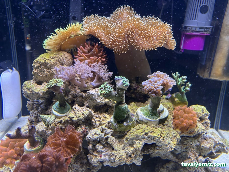 Kayahan Petshop (Akvaryum Balık Avm)