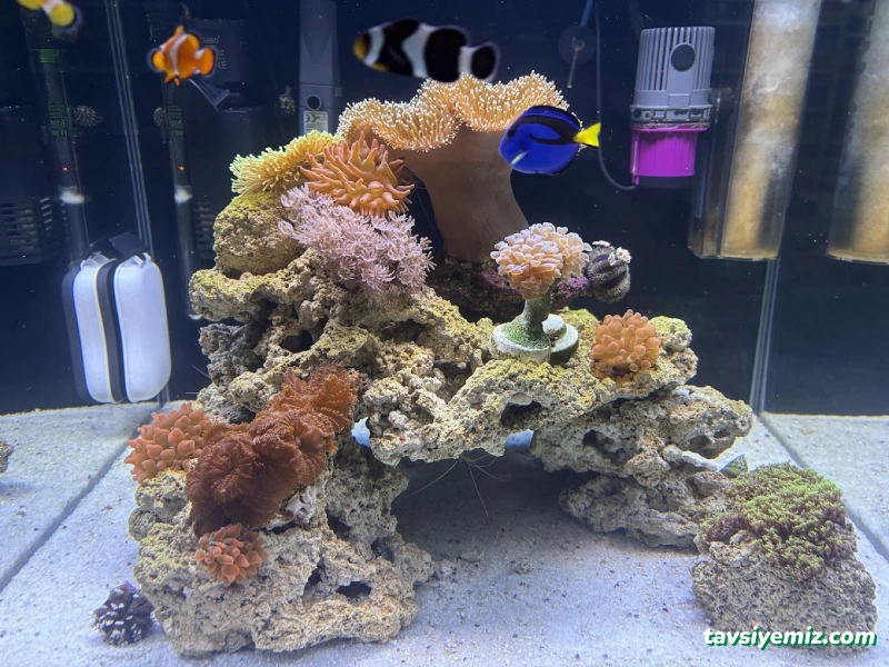 Kayahan Petshop (Akvaryum Balık Avm)