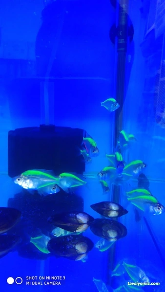 Kayahan Petshop (Akvaryum Balık Avm)