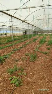 Kayaoğlu Seracılık