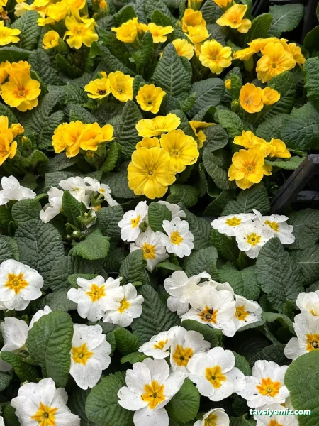 Kayra Peyzaj Ve Fidancılık