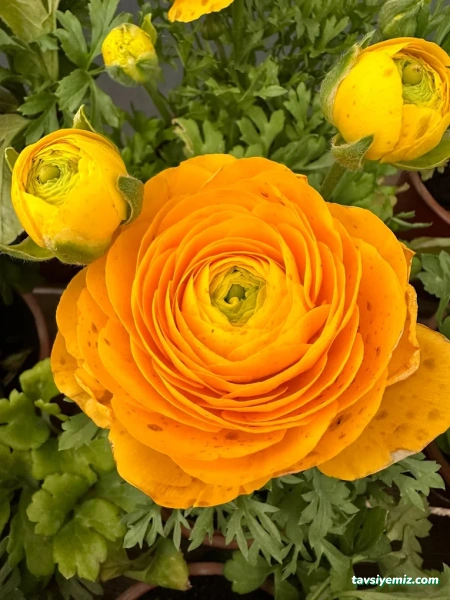 Kayra Peyzaj Ve Fidancılık