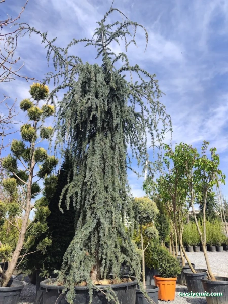 Kayseri Peyzaj Bahçe Düzenleme Garde The Garden